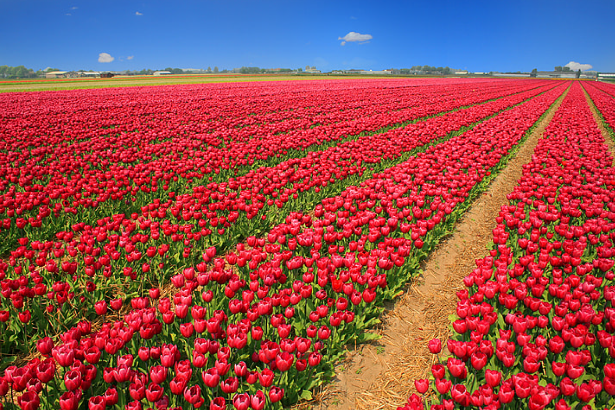 CoverImage_QC_2024Q4_BloomOrBust
