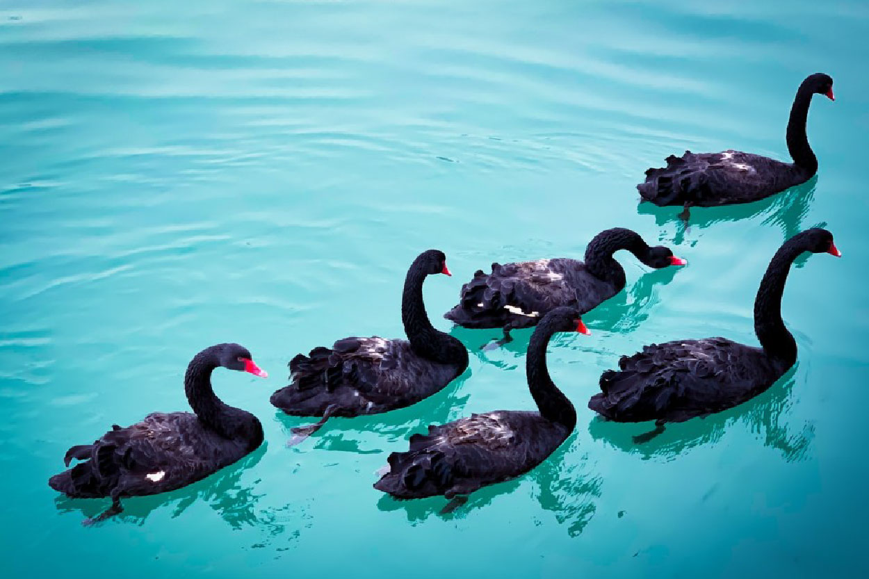 CoverImage_BlackSwans2